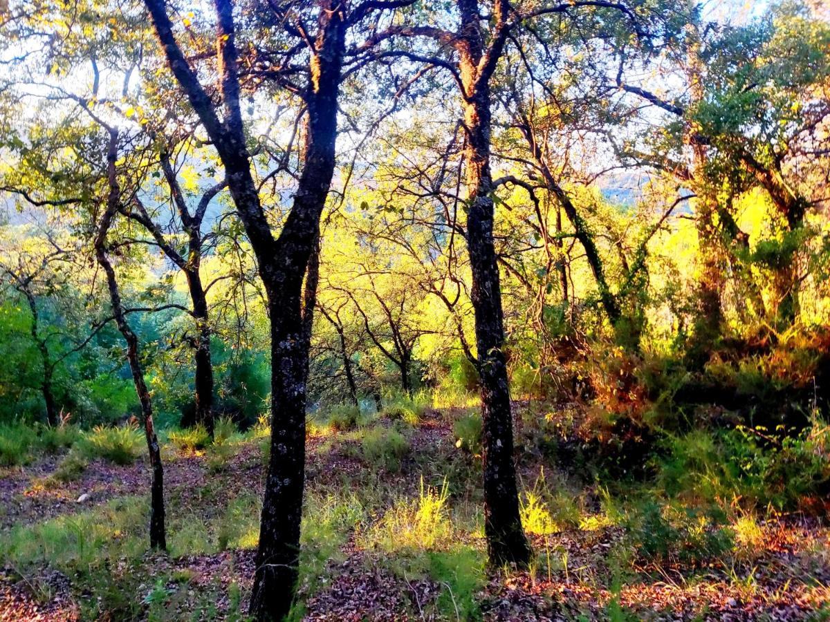La Casa del Naturalista El Bosque Esterno foto